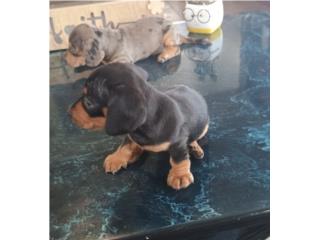 Puerto Rico Preciosas Daschshund , Perros Gatos y Caballos