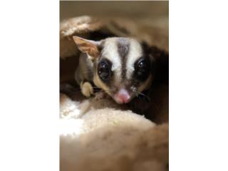 Sugar glider  Puerto Rico