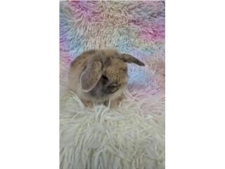 Conejos holland lop  Puerto Rico