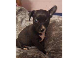 Chihuahua hembra Puerto Rico