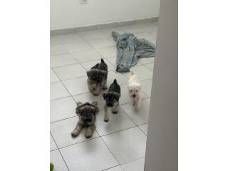 Schnauzer  Puerto Rico
