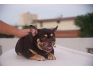 French Bulldog $600 Puerto Rico