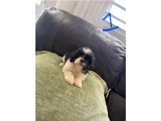 Shih Tzu macho vacunado 2 meses  Puerto Rico