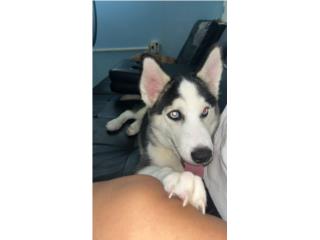 Hermosa husky de 5 meses Puerto Rico