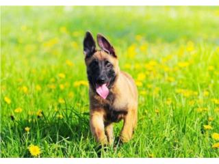 Belga malinois puppies  Puerto Rico