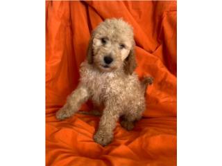 GOLDENDOODLE STANDARD  multiple generations P Puerto Rico