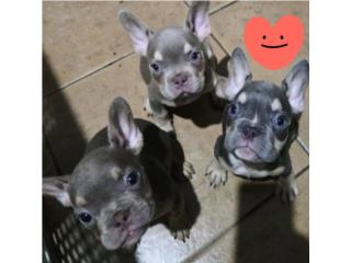 Frenchie Puerto Rico
