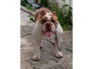 English bulldog Puerto Rico