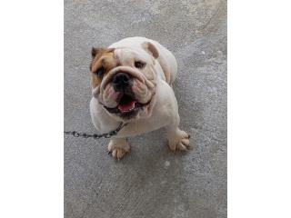 English bulldog Puerto Rico