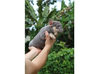 Frenchies El más lindo Puerto Rico