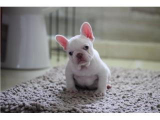 French Bulldog  Puerto Rico