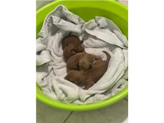 Puerto Rico STANDART POODLE NENAS Y NENES AKC, Perros Gatos y Caballos