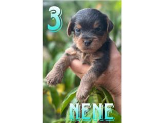 Puerto Rico Yorkshire terrier (Yorkies) , Perros Gatos y Caballos