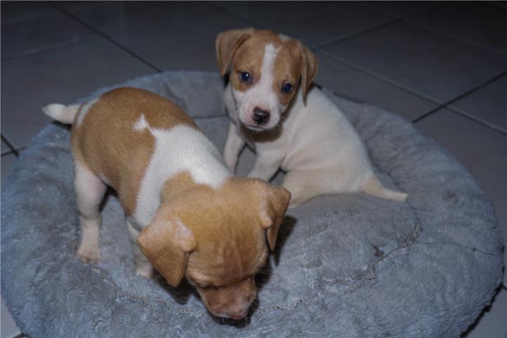Puerto Rico Rats Rat Terrier Puerto Rico