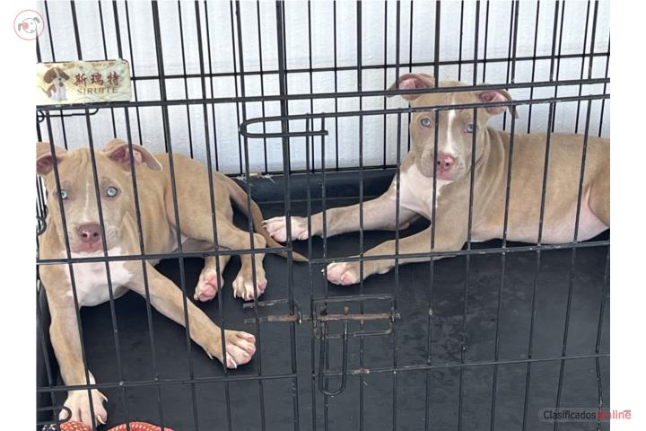 Pitbull  Puerto Rico