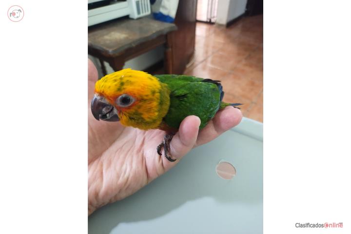 Pichon Jenday Conure Puerto Rico