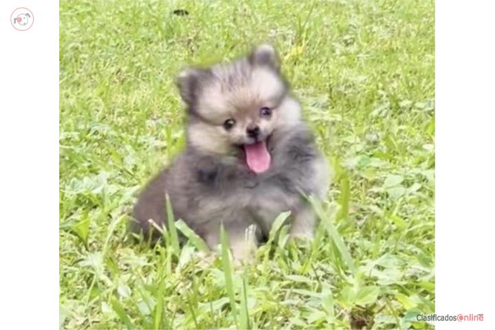 Pomeranian certificados  Puerto Rico