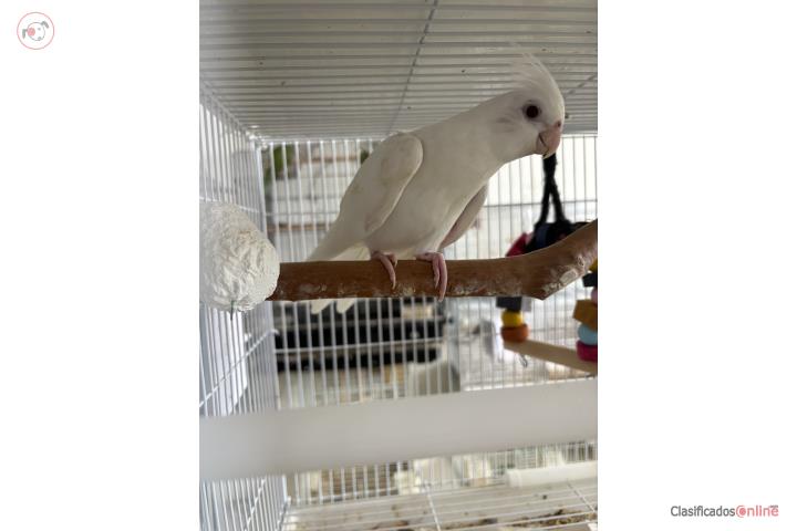 Cocktiel Albino ojos rojos  Puerto Rico