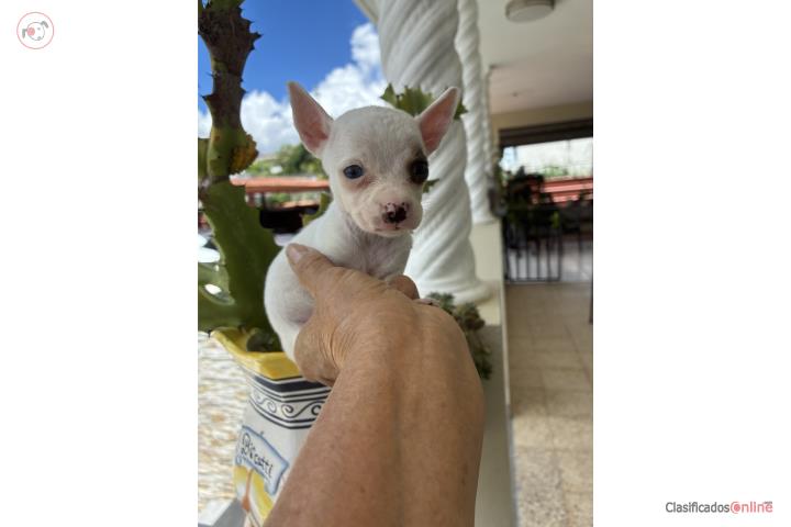 Chihuahuas Hembras Miny Puerto Rico