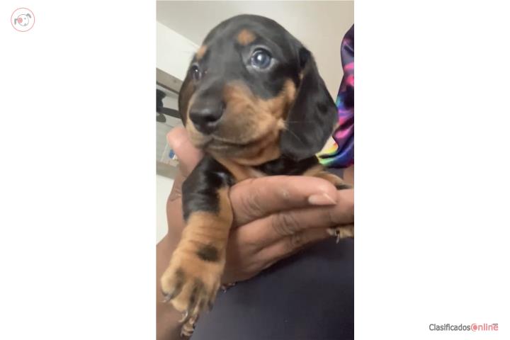 Dachshund black tan  Puerto Rico