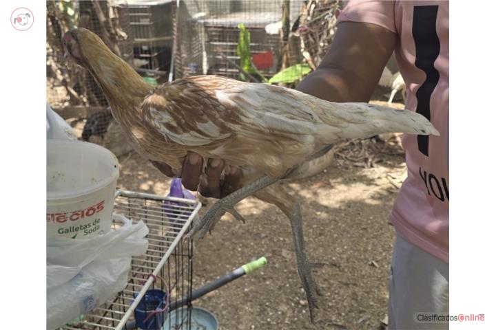 GALLINAS Puerto Rico
