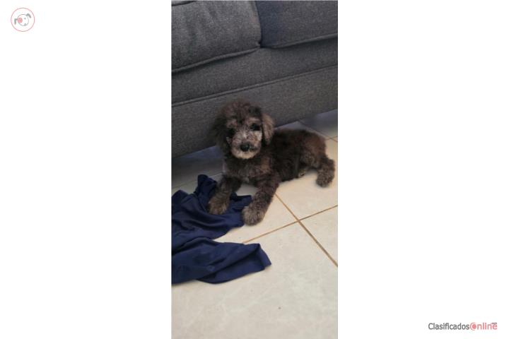 Poodle standard  Puerto Rico