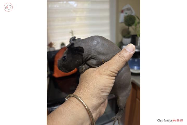 Se venden Skinny Pigs jóvenes  Puerto Rico