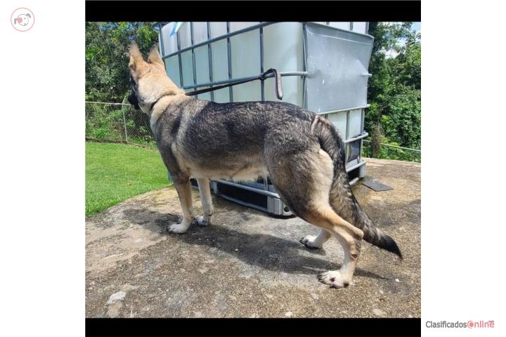 German Shepherds Sables  Puerto Rico