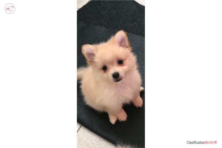 Pomeranian  Puerto Rico