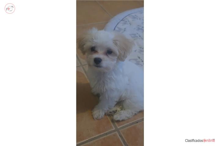 Perrito maltes Puerto Rico