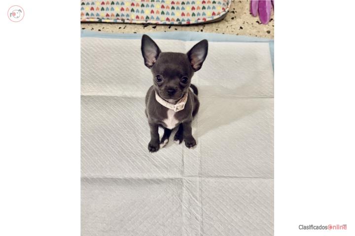 CHIHUAHUA TOY HEMBRA  Puerto Rico