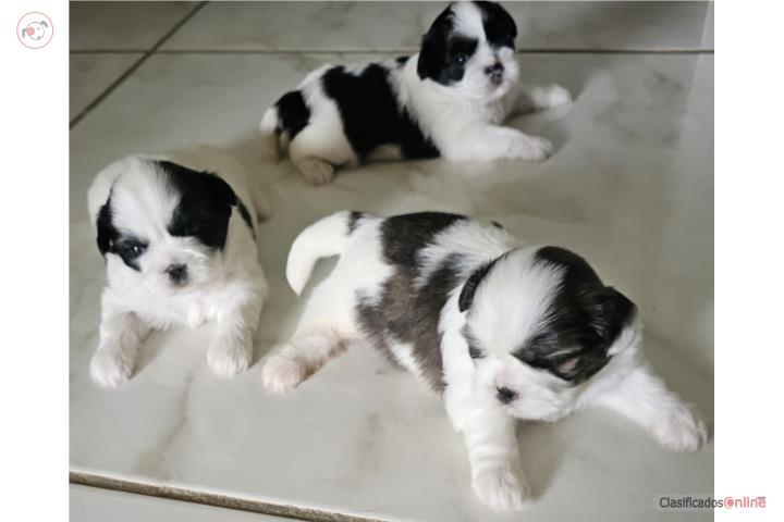 Hermosos Shihtzu blanco y negro  Puerto Rico