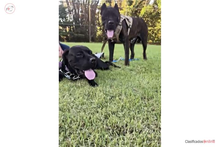 Cane corsos  Puerto Rico