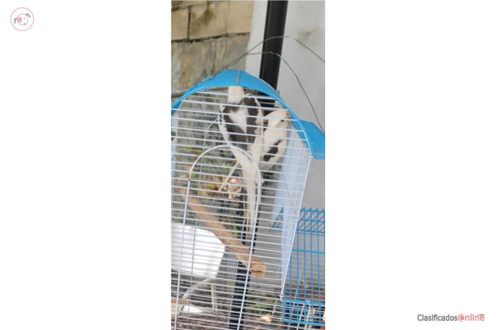 Cockatieles pareja Puerto Rico