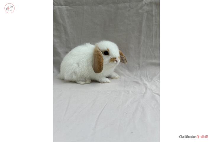 Conejitas holland lop  Puerto Rico