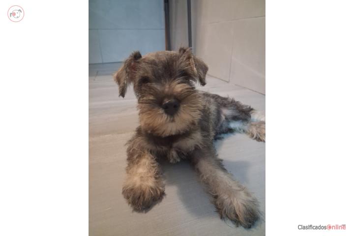 Miniatura Schnauzer Puerto Rico