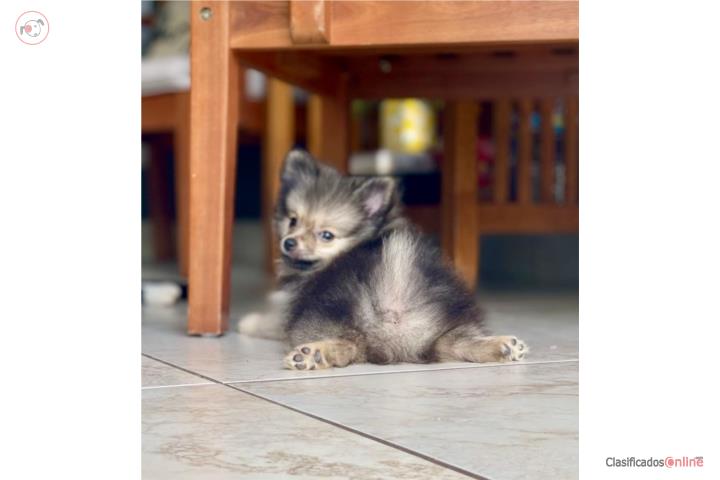 Pomeranian certificados  Puerto Rico