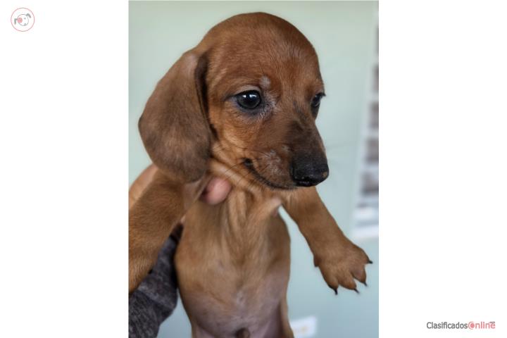 Dachshund dapple en venta en Utuado
