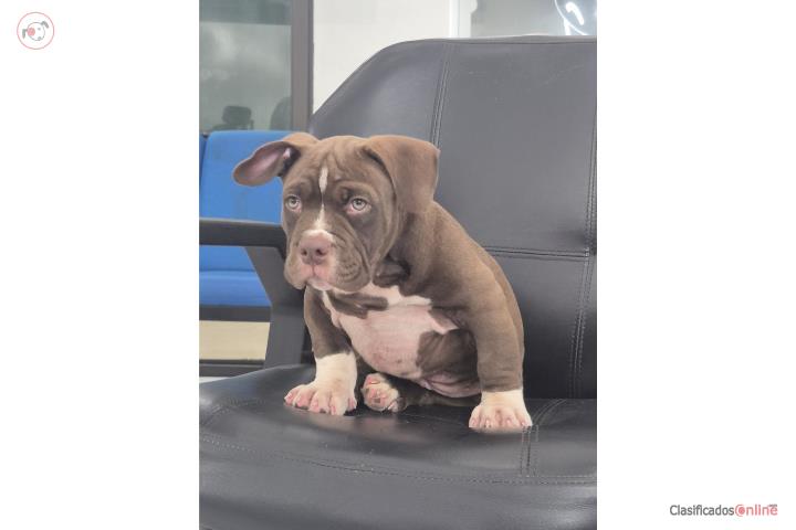 Bully de 3 meses, vacunado, en Luquillo