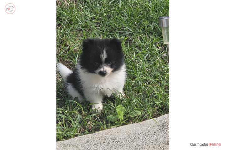 Pomeranian macho pinto  Puerto Rico
