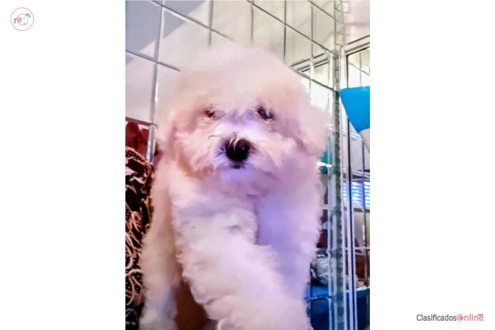 Bichón Frisé macho de 4 meses en Orocovis