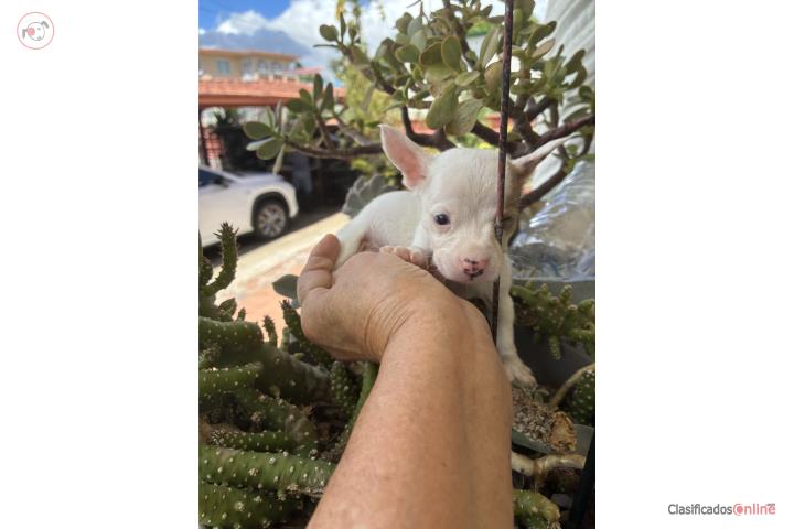 Chihuahuita Toy Hembra  Puerto Rico