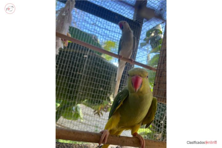 RingNeck Cleartail en parejas  Puerto Rico