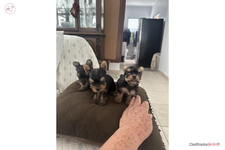 Yorkies  Puerto Rico