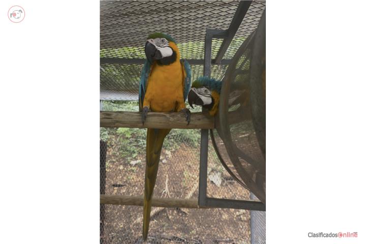 Pareja joven Guacamayos Puerto Rico