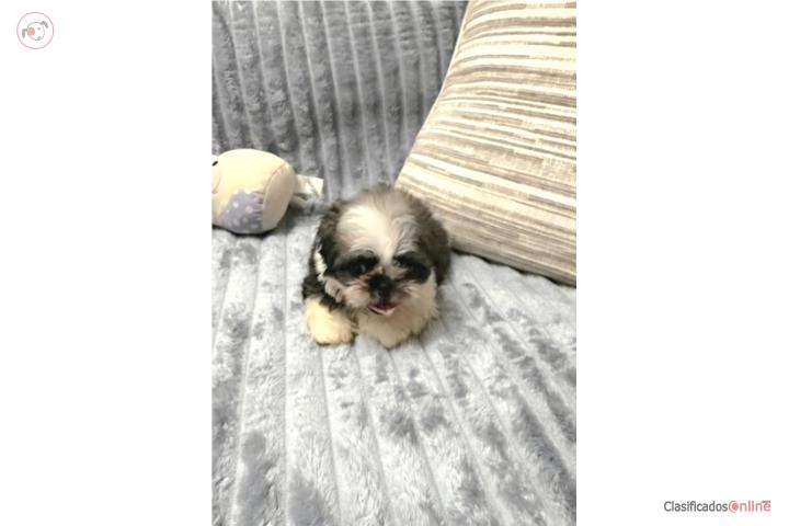 Shih tzu Macho con Vacunas Puerto Rico