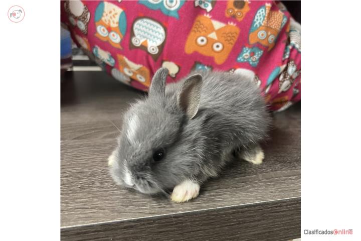 Conejitos Enanos bebes Puerto Rico