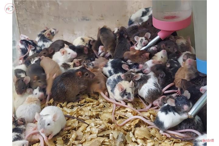 Ratones y Ratas Puerto Rico