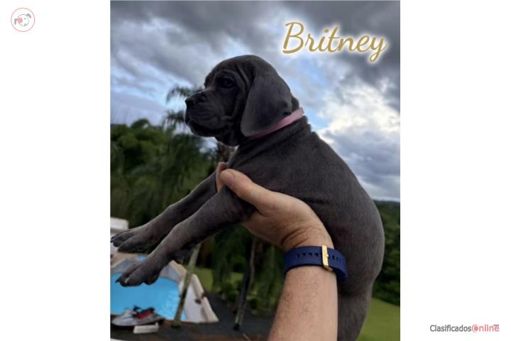 Camada de Cane Corso en Moca