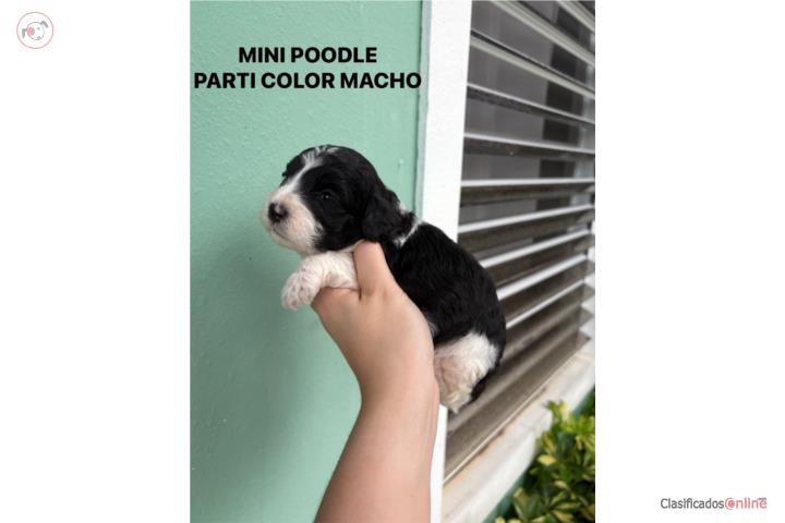 Mini Toy Poodle machos apricot y parti color  Puerto Rico